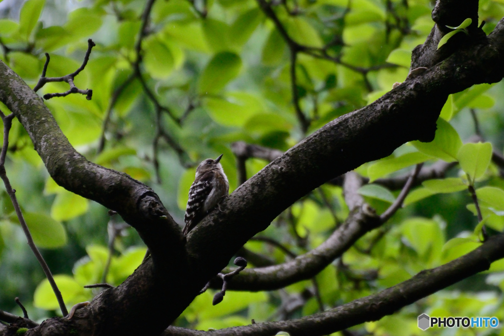 コゲラの雨宿り