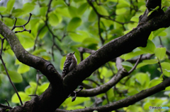 コゲラの雨宿り