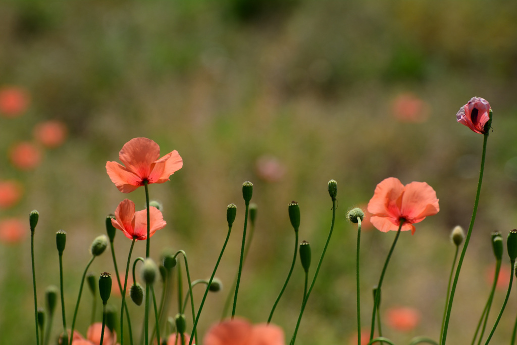 ナガミヒナゲシ