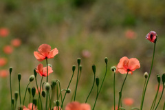 ナガミヒナゲシ