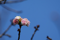 セッカチなのかお寝坊なのか