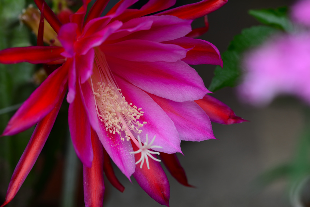 クジャクサボテン_赤