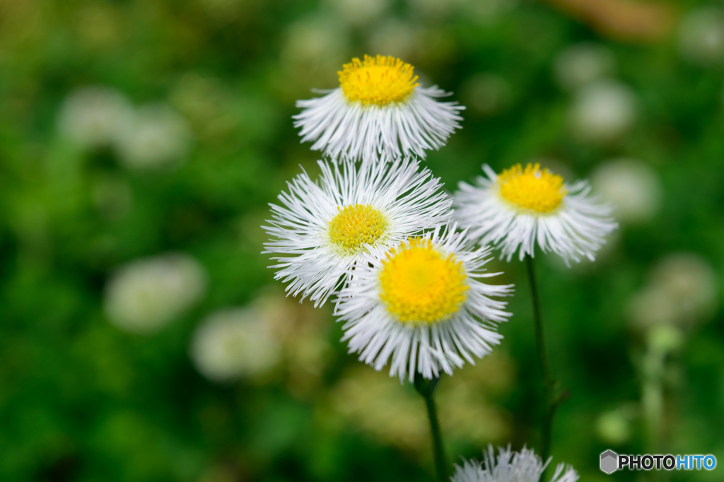 足元のハルジオン