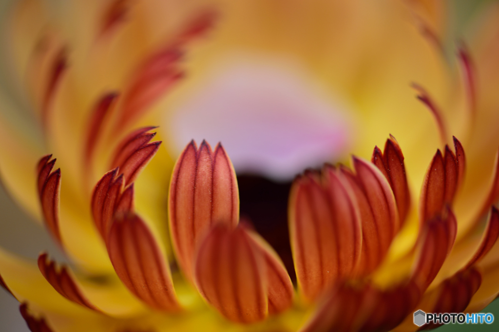 花びらの紋様に心惹かれて