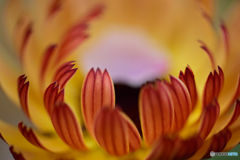 花びらの紋様に心惹かれて