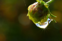 雨上がりの朝に