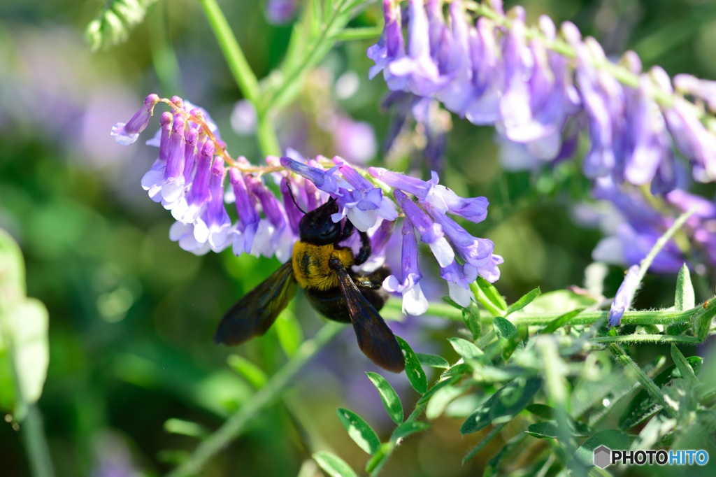 もふもふコロコロ
