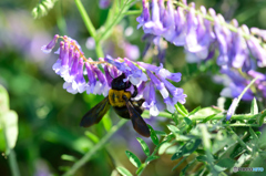 もふもふコロコロ