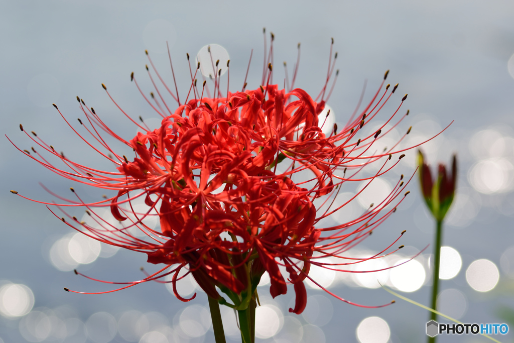 彼岸の花