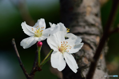 姫リンゴの花
