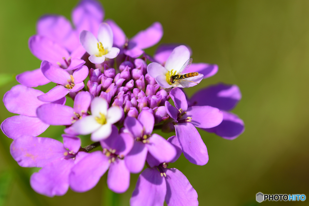 ホソヒラタアブの朝食