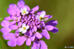 ホソヒラタアブの朝食
