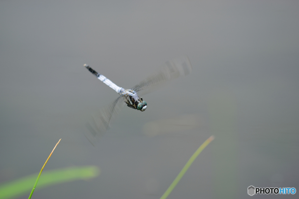 シオカラトンボ