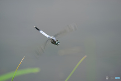 シオカラトンボ