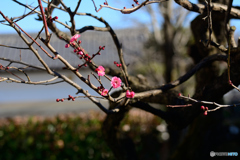 陽だまりの紅梅