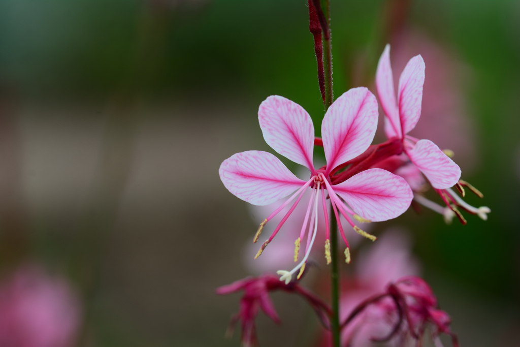 ピンクのガウラ