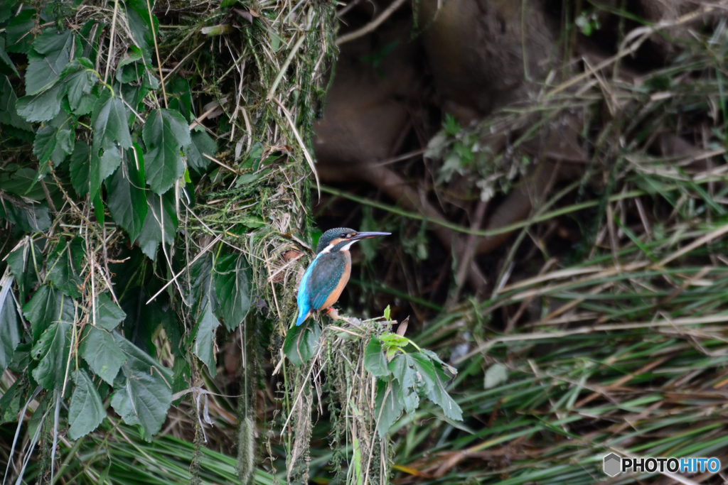 大砲ではありませんが
