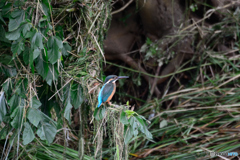 大砲ではありませんが