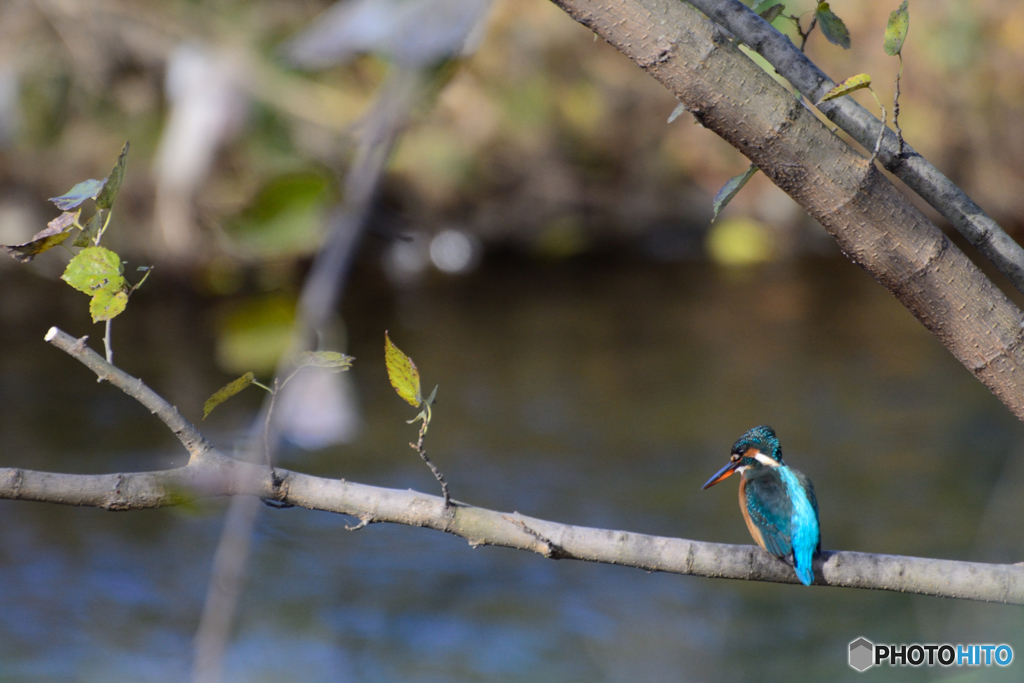 カワちゃん_1119