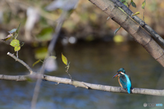 カワちゃん_1119