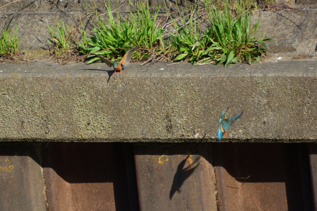 恋の駆け引き_1