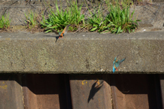 恋の駆け引き_1