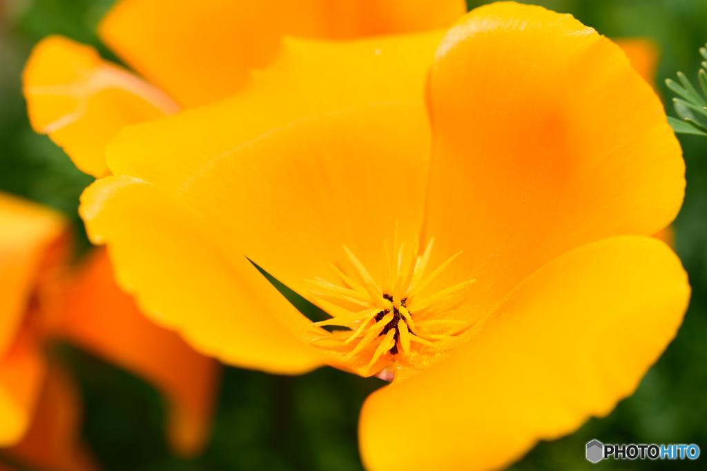 艶やかな花びら