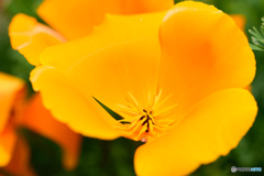 艶やかな花びら