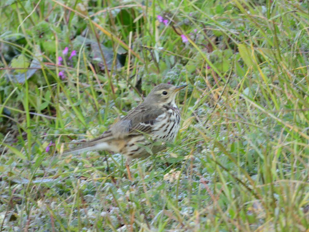 タヒバリかビンズイ