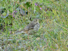 タヒバリかビンズイ