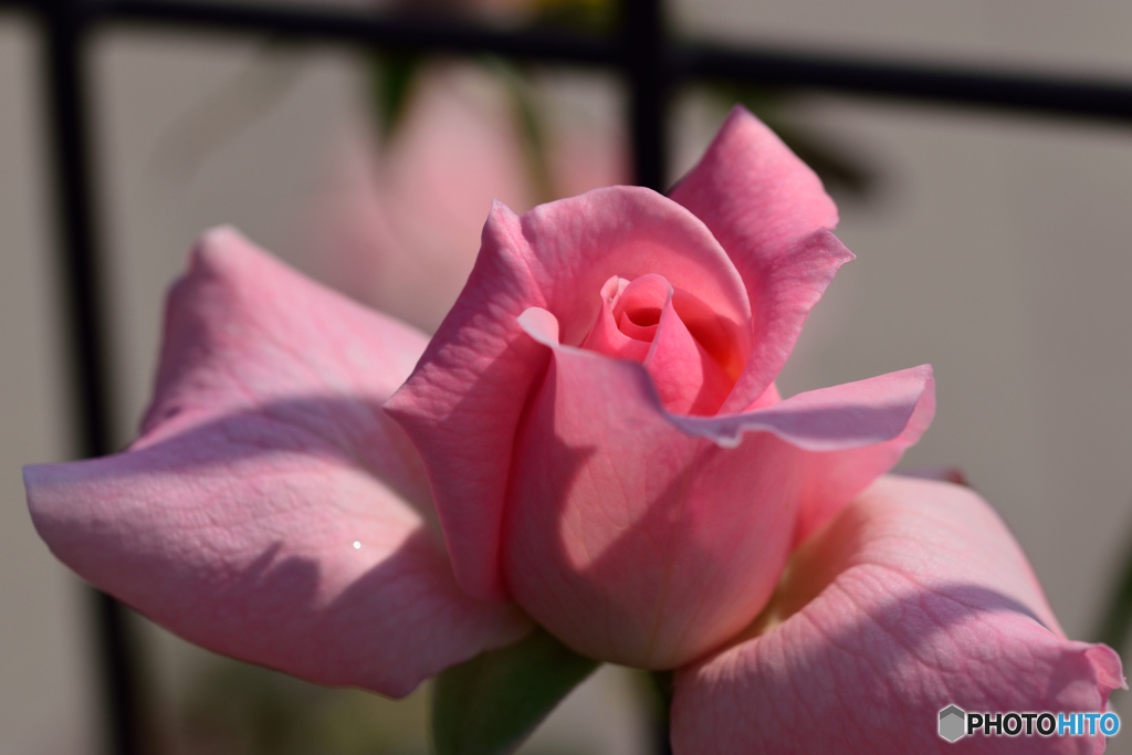 ピンクの薔薇