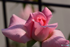 ピンクの薔薇