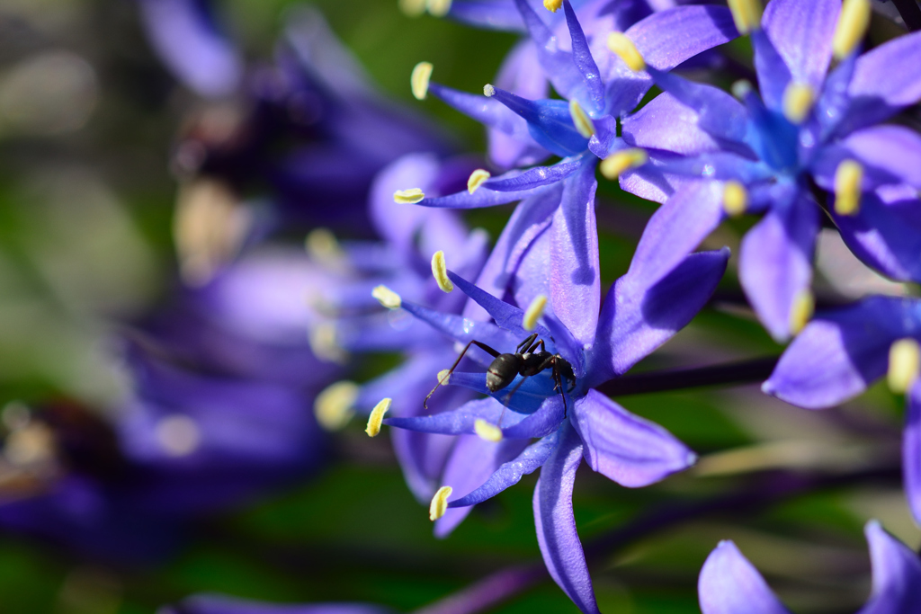 アリさんの朝ごはん