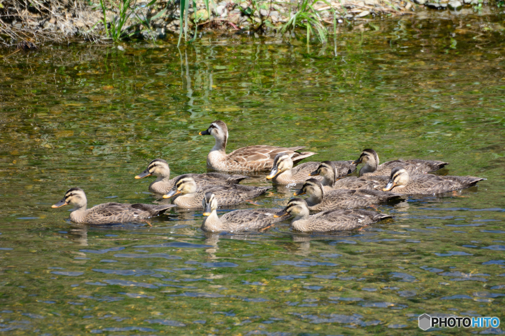 かるがも年長組