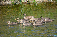 かるがも年長組