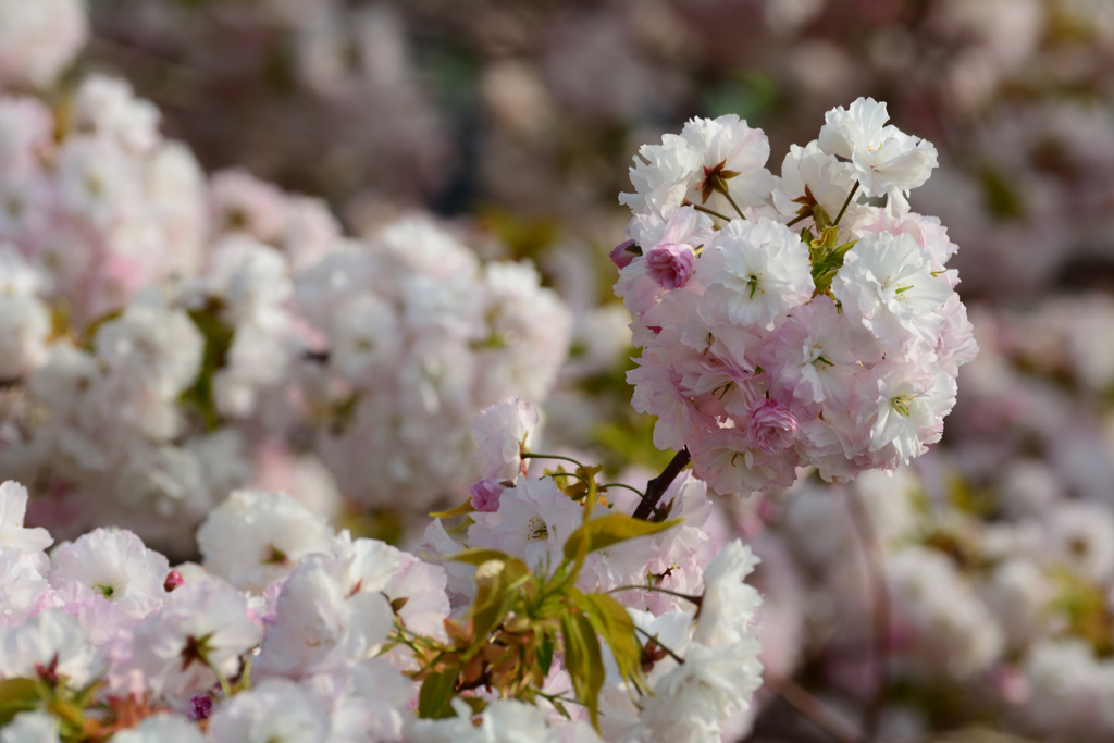 桜玉