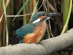 ヒナをアップで