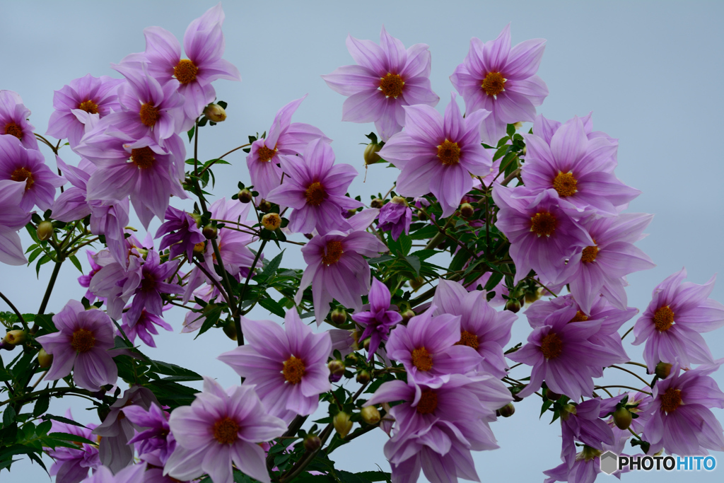 皇帝ダリア満開