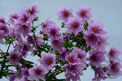 皇帝ダリア満開