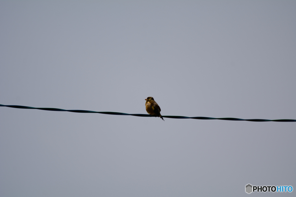 線上のヒワ
