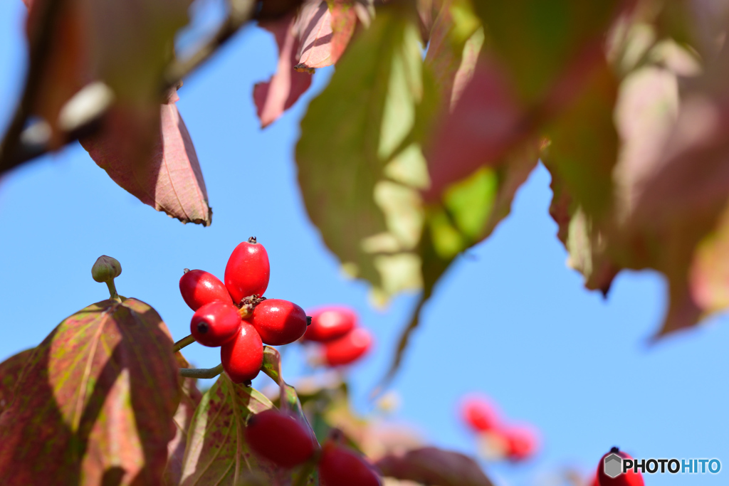薄紅色ではありませんが