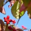 薄紅色ではありませんが