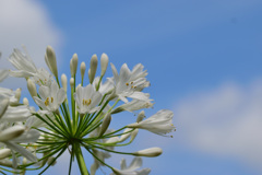 白いアガパンサス