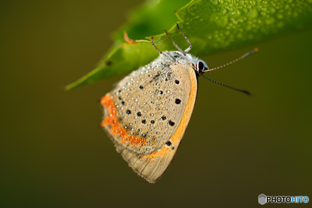 夜露のスパンコール