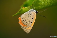 夜露のスパンコール