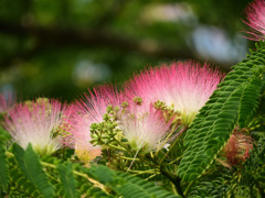 合歓の花