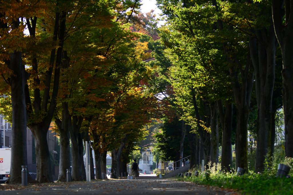 秋の歩道