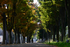 秋の歩道