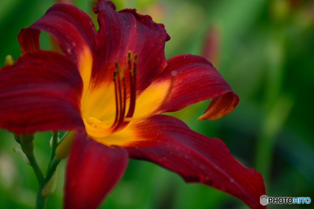 フェア・マーガレット