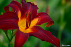 フェア・マーガレット